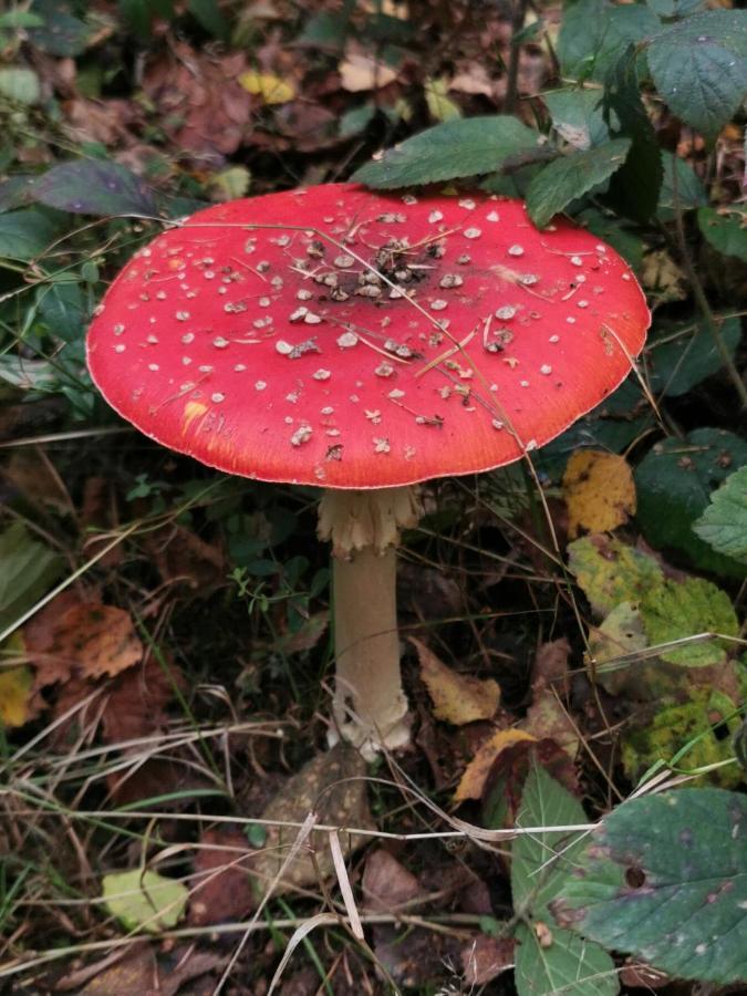 雷杜Le Cerf D'Hubert住宿加早餐旅馆 外观 照片